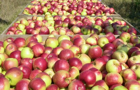 Белорусские чиновники оказались замешаны в контрабанде польских яблок в Рос ...
