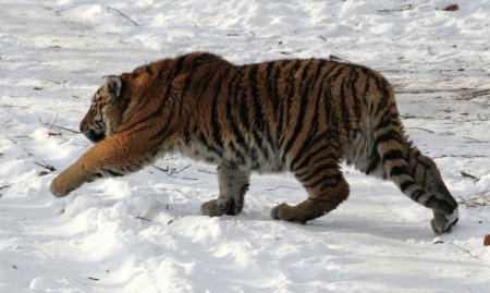 Российского тигра подозревают в нападении на коз в Китае