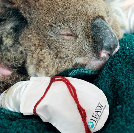 Защитники дикой природы призывают шить варежки для австралийских коал