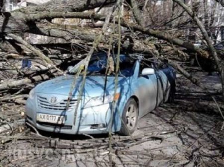 Ураган в Харькове валит деревья, бьет машины и срывает обшивку балконов