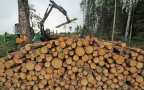 Отказ России поставлять древесину Финляндии станет серьезным ударом по финс ...