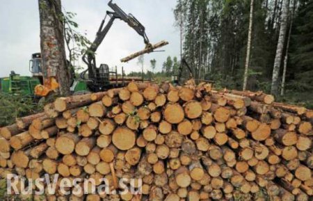 Отказ России поставлять древесину Финляндии станет серьезным ударом по финской экономике, — финские эксперты