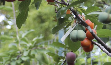 Американский профессор создал дерево, на котором растут 40 видов фруктов