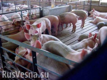 Под Киевом, где сжигают десятки тысяч свиней, люди задыхаются от дыма