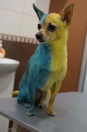 Киевлянка покрасила свою собаку в желто-голубой цвет