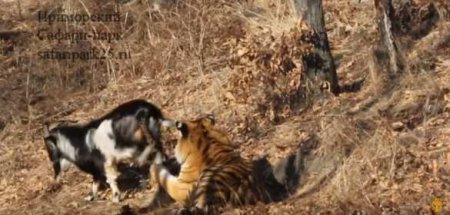 Козел Тимур два раза напал на тигра и получил по морде от Амура (ВИДЕО)