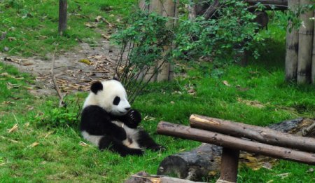 Панда-колобок из питомника Чэнду стала новой звездой интернета