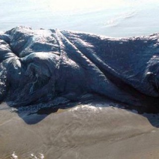 На пляж в Мексике выбросило тело непонятного морского существа