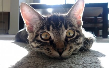 Пользователи интернета изумились загадочному фото кота и его «живой тени»