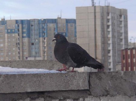 В Сети голубь-самоубийца превратился в интернет-мем