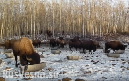 В Канаде умер хозяин «украиноязычных» бизонов (ВИДЕО)