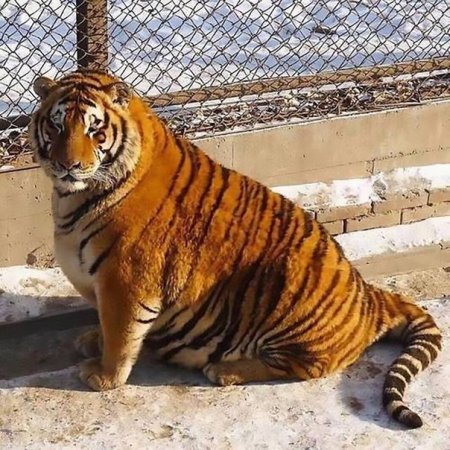 Амурские тигры с ожирением покорили Интернет