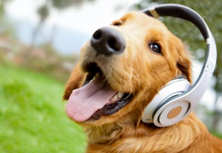В Германии запустили первое собачье радио