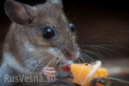 Киевские мыши предпочитают суши (ФОТО, ВИДЕО) | Русская весна