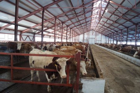 В Хакасии открылся новый животноводческий комплекс