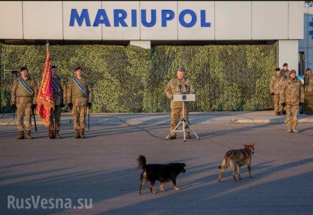 «Шарики и Швондер»: Сеть взрывают кадры с собаками, пришедшими послушать речь Порошенко (ФОТО, ВИДЕО)