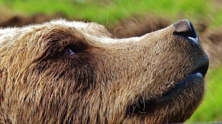 Медведь украл два ружья у охотника в Иркутской области