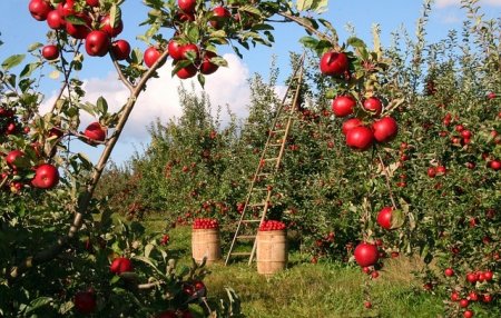 На Кубани с начала 2017 года высажено 1152 га новых садов Агропром и пищевая промышленность