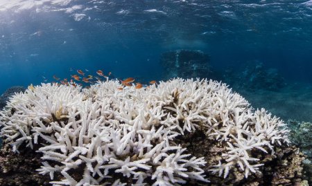 Выращен новый вид кораллов 