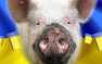 Украина уже не та: страна потеряла статус экспортера свинины