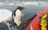 Посещение пингвином ученых в Антарктике попало в Сеть (ВИДЕО)