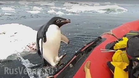 Посещение пингвином ученых в Антарктике попало в Сеть (ВИДЕО)