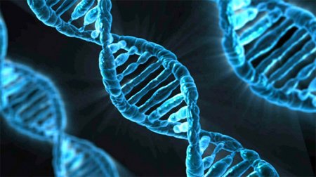 «8% ДНК не совпадает с человеческой»