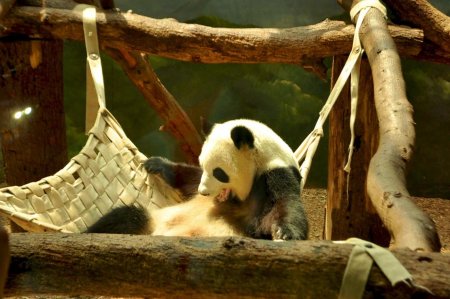 Видео игры панды-мамы с малышом умилило Сеть