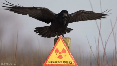 «К нам пришла вторая чернобыльская катастрофа» — Украина отбирает льготы у ликвидаторов аварии на ЧАЭС