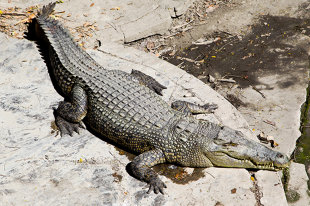 В штате Флорида аллигатор утащил мальчика под воду