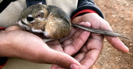 Кенгуровые крысы, признанные вымершими, воскресли