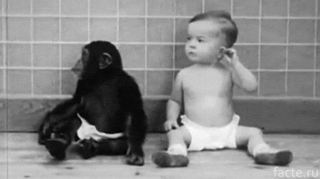Психолог, воспитавший шимпанзе как собственного ребенка