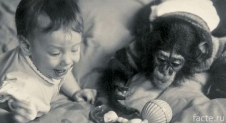 Психолог, воспитавший шимпанзе как собственного ребенка