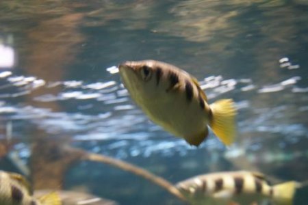 Хвастаются: Рыбы-брызгуны охотятся лучше при виде другой рыбы