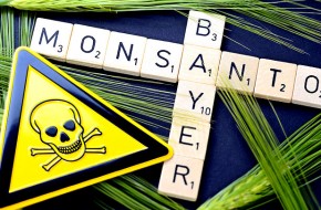 Садовник и его убийца: У Monsanto начинаются крупные неприятности