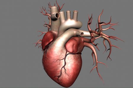 Ученые из Новосибирска создали прототип искусственного сердца