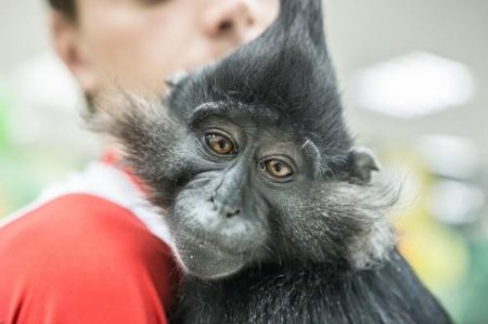 У обезьян из Центральной Африки нашли тропический сифилис
