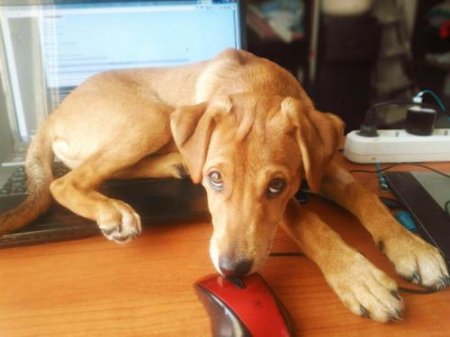 Ветеринар нашла способ, чтобы собака сохраняла спокойствие при грозе