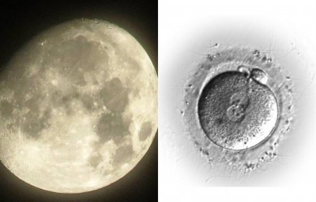 «Луна – яйцеклетка»: Спутник Земли может быть частью новой планеты Солнечной системы – конспиролог