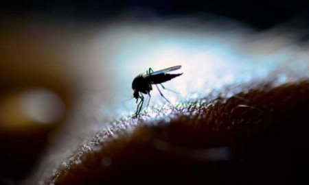 Малярия почти уничтожила Замбию - учёные