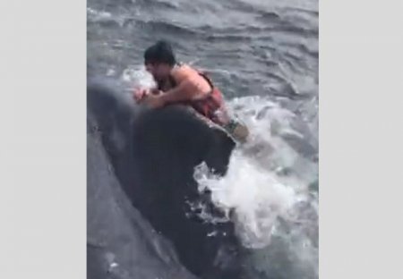 Рыбак с ножом в зубах спасает кита