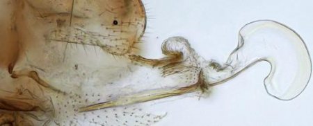 У самок есть пенисы, у самцов вагины: Учёные рассказали, зачем насекомым ну ...