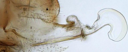У самок есть пенисы, у самцов вагины: Учёные рассказали, зачем насекомым нужна пара половых органов