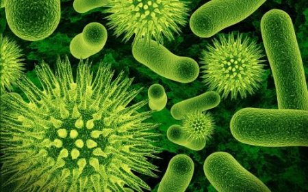 Ученые: На МКС обнаружены потенциально опасные бактерии