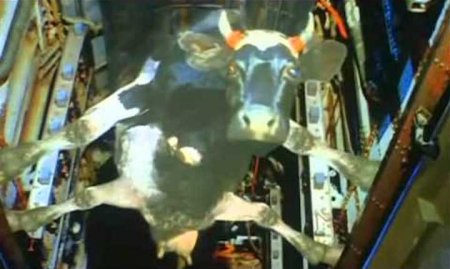 Одесский нардеп: Порошенко похож на корову в бомболюке из старой кинокомеди ...