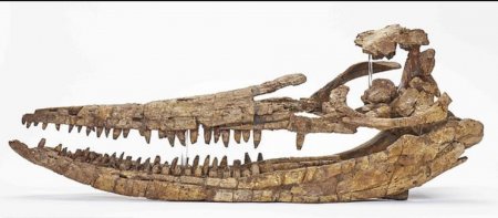 Череп ихтиозавра воссоздан в 3D с использованием современных медицинских КТ