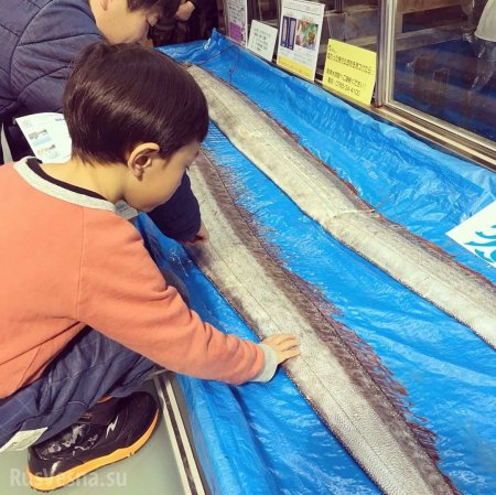 Плохой знак: в Японии из моря выбросился сельдяной король (ФОТО, ВИДЕО)