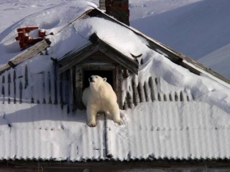 Звери сходят с ума: Белые медведи устроили нашествие на поселки России из-з ...
