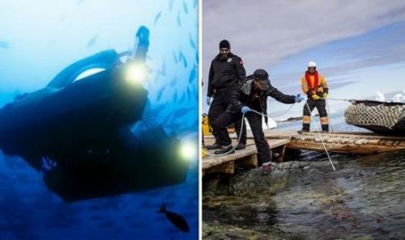 Учёные обнаружили «похожих на пришельцев» существ на глубине в 1000 метров  ...