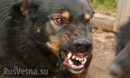 В Киеве вор натравил собаку на полицейских, копы открыли огонь (ФОТО)